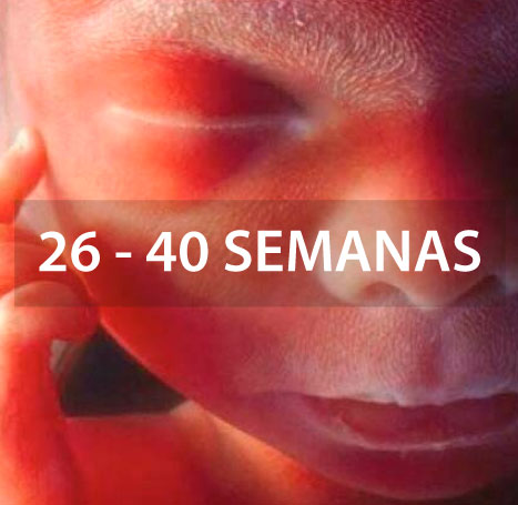 ecografia-doppler-gemelar